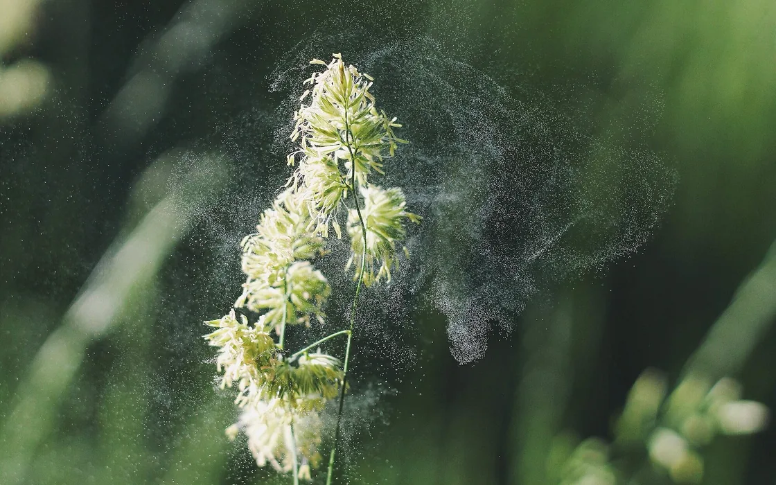 A head of cocksfoot grass releasing a visible cloud of pollen into the air.
